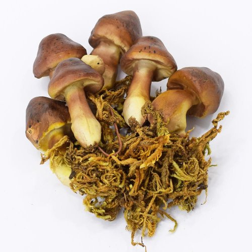 Huby+mach 4,5-5cm s/6