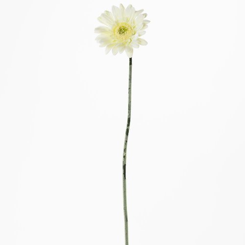 Gerbera biela ks 45cm