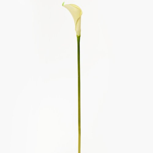 Ks calla biela 67cm