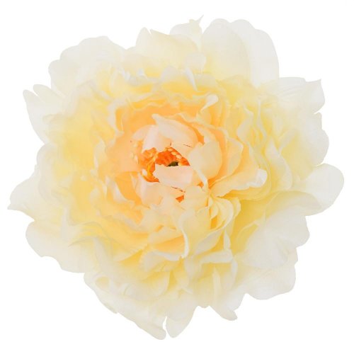 Hlava pivónia losos p:12cm bal:12ks