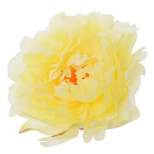 Hlava pivónia krém p:12cm bal:12ks