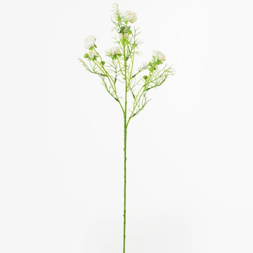 Ks ranunculus krém 74cm