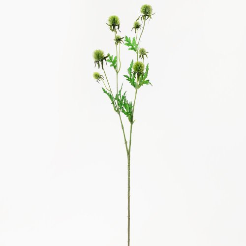 Ks echinops zelený 71cm