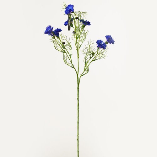 Ks čakanka modrá 73cm