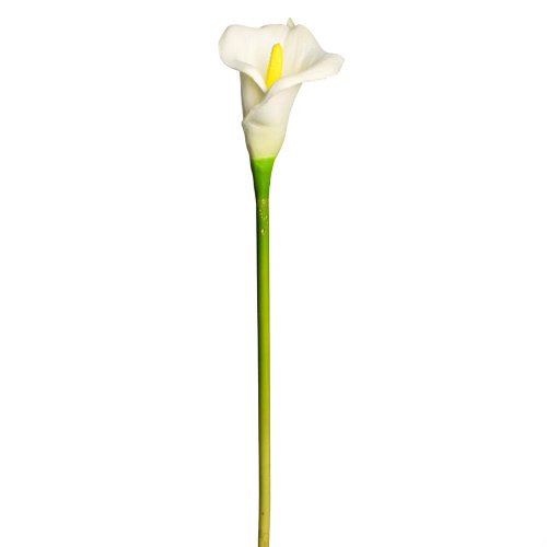 Ks calla biela 65cm