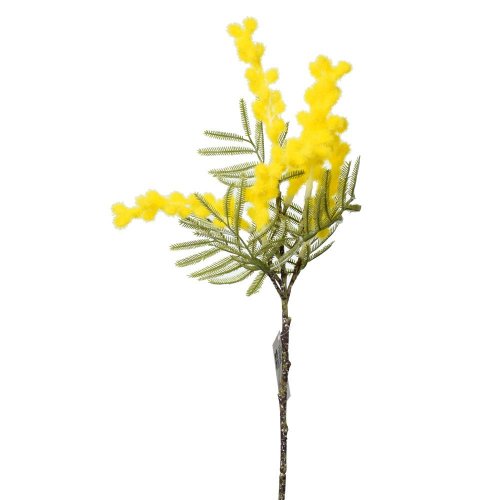 Ks acacia žltá 36cm