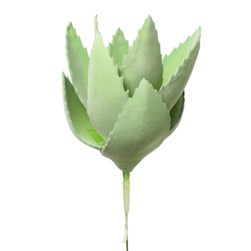 Suculent agáve penový 20cm