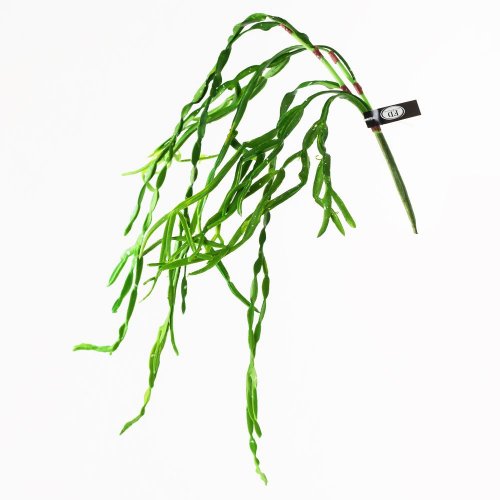 Super cena ťahačka zeleň 75cm