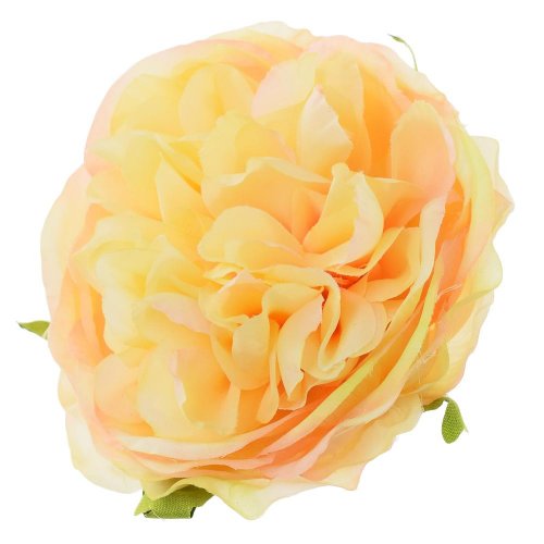 Hlava ruža anglická lososová p:9cm bal:12ks