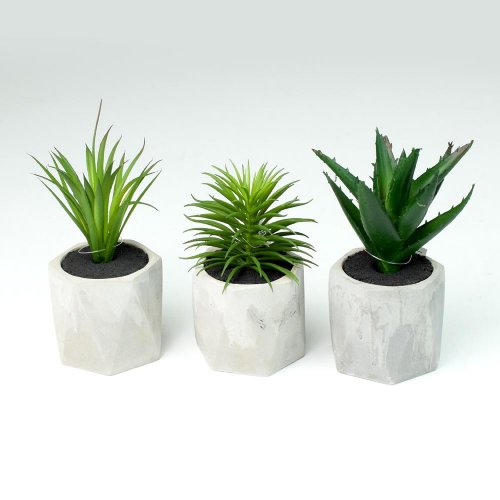 Suculent v kvetináči mix druh 18cm