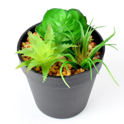 Zeleň succulent v13x10,5cm