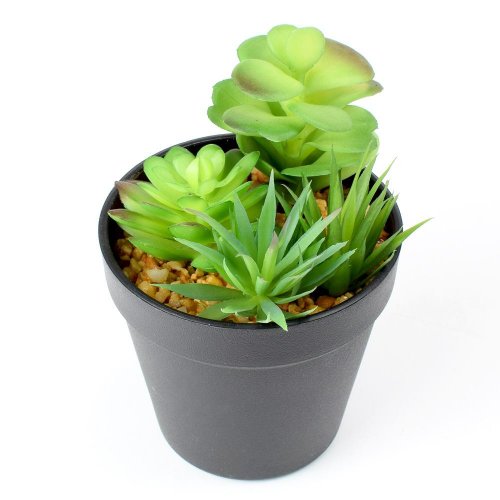 Zeleň succulent v18,5x10,5cm