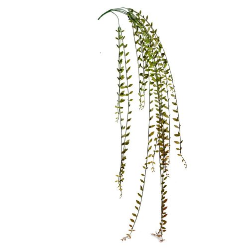 Ťahačka senecio zelené 120cm