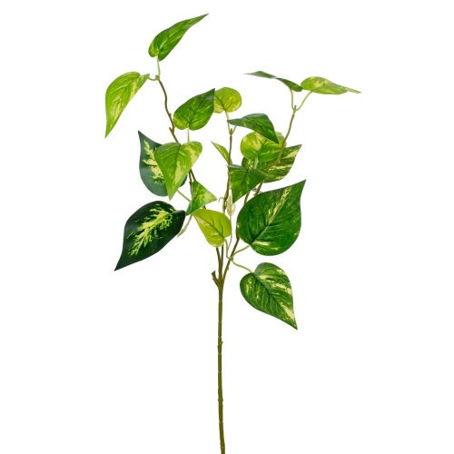 Zeleň scindapsus zelený panašovaný 55cm