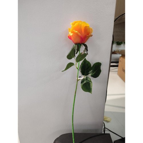 Ks ruža čajová oranžová 45cm