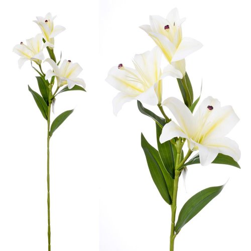 Ľalia stargarzer biela 3 kvety 73cm