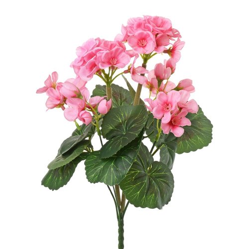 Kytica muškát zonalka ružový 31cm