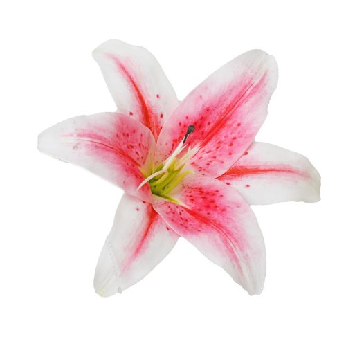 Hlava ľalia krémová 15cm