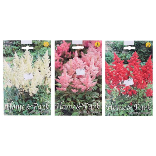 Astilbe pink, red, white