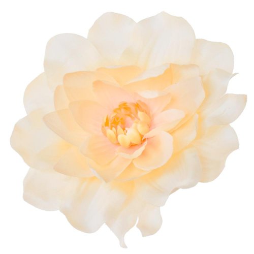 Hlava dahlia losos p:12cm bal:12ks