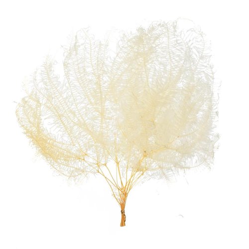 Coral umbrella sušená /zv