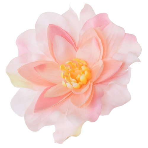 Hlava dahlia ružová p:12cm bal:12ks