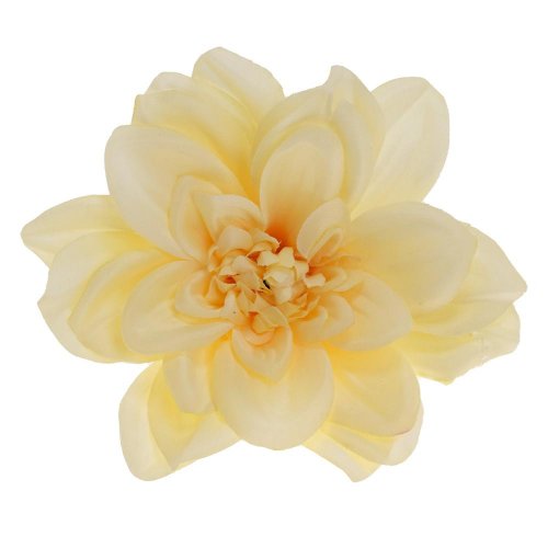 Hlava dahlia 14cm bal.12ks krém