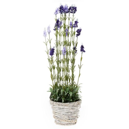 Levandula v ratan, kvetináči(22*16cm) x23 78cm