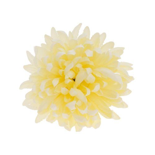 Hlava chryzantéma krém
