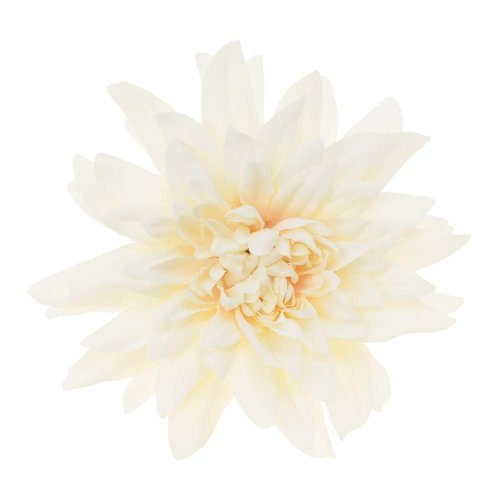 Hlava dahlia 4cm bal.12ks krém