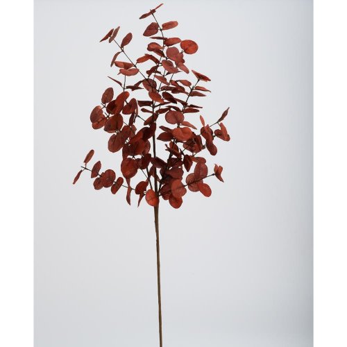 Konár eucalyptus cinerea bordový 70cm