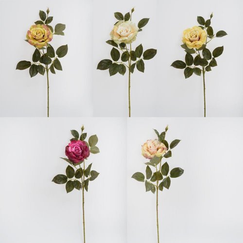 Ks ruža veľkokvetá, zeleň, mix/5f 68cm