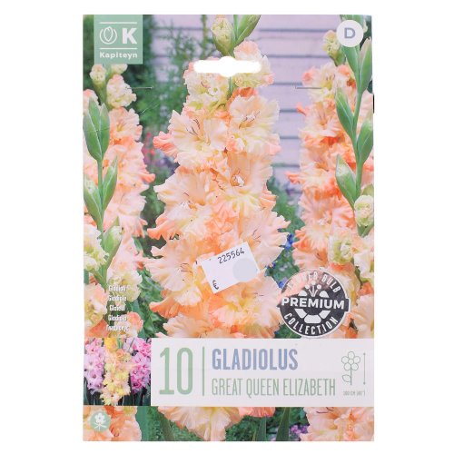 Gladiol great queen elizabeth 10ks