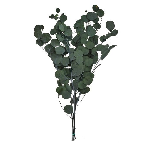 Eucalyptus sušina zelená