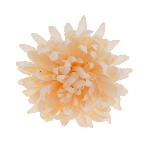 Hlava chryzantéma losos