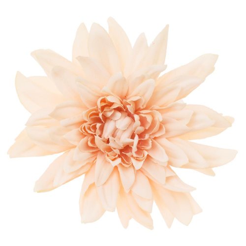 Hlava dahlia 4cm bal.12ks marhulková