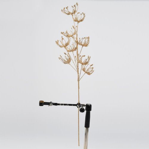 Konár daucus zlatý 70cm