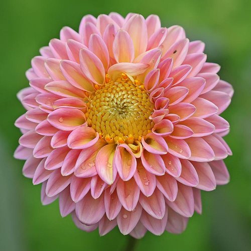 Dahlia duo mix cibuľka