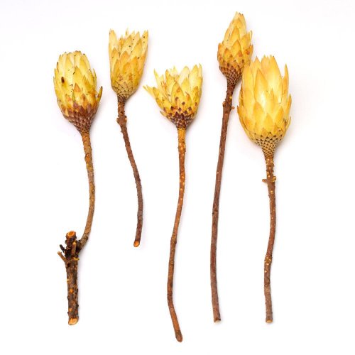 Repens cream veľký 5ks r033pacz protea