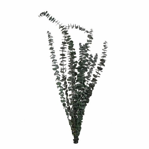 Eucalyptus sušina zelená