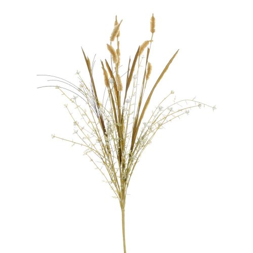 Zeleň setaria hnedá 60cm