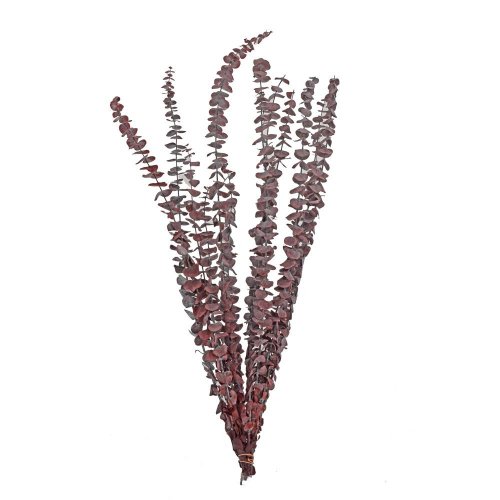 Eucalyptus sušina hnedá