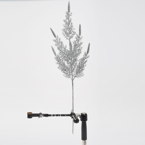 Konár papraď strieborný 60cm