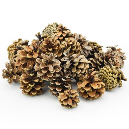 S006pacz pinus niger extra 500g 5-8cm - Umelé kvety