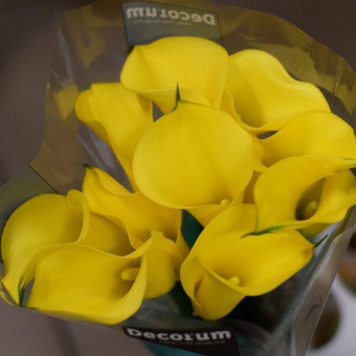 Calla farba/ ks
