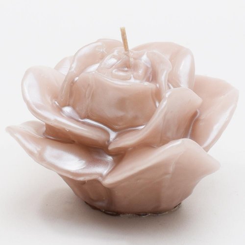 Ruža rozkvitnutá cappucino 7x9x9cm