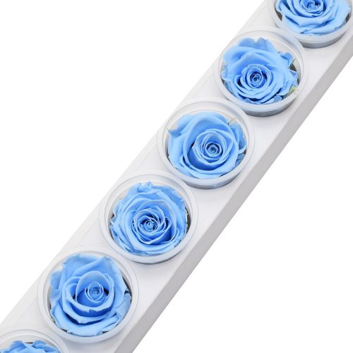 Ruža preparovaná 6,5cm baby blue /ks - Umelé kvety