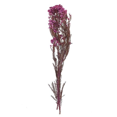 Ozothamnus sušina fialová