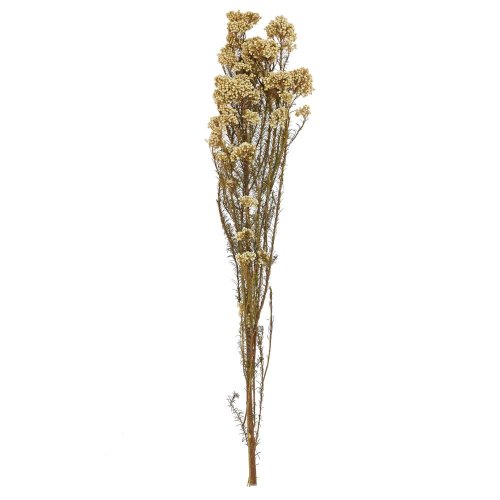 Ozothamnus sušina krémová
