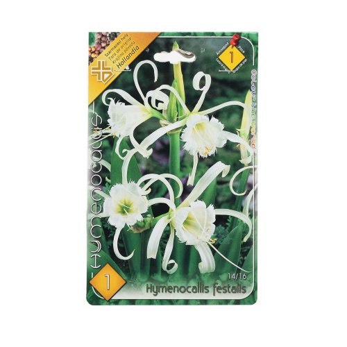 Hymenocallis festalis